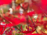 37829CrLe - Japanese Maple by Mom's place.JPG
